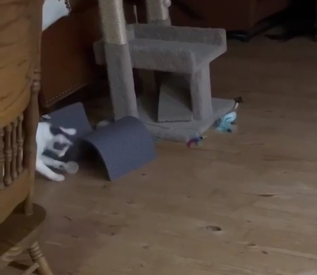 Your Cat's New Toy