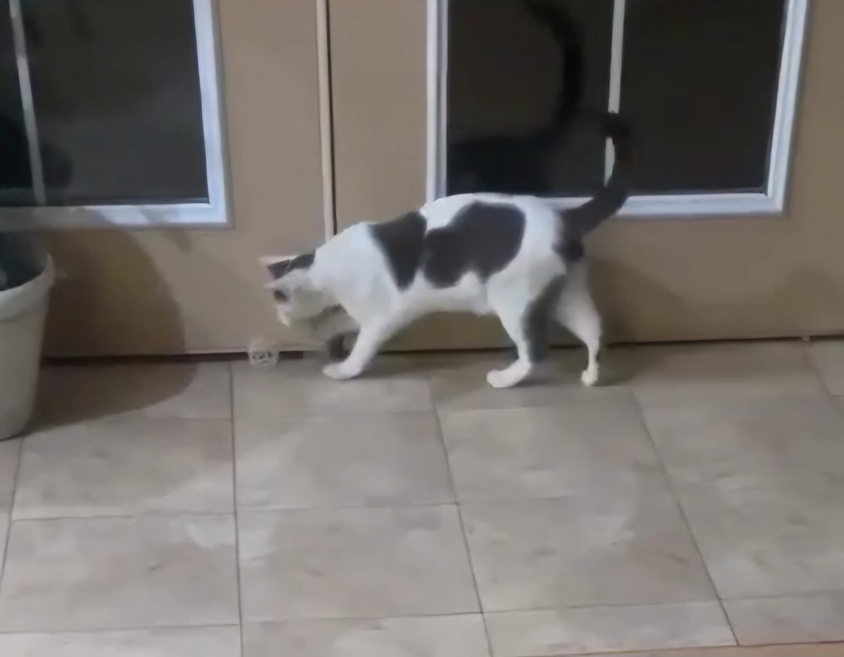 Your Cat's New Toy
