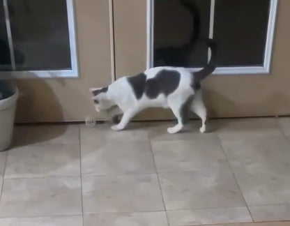 Your Cat's New Toy