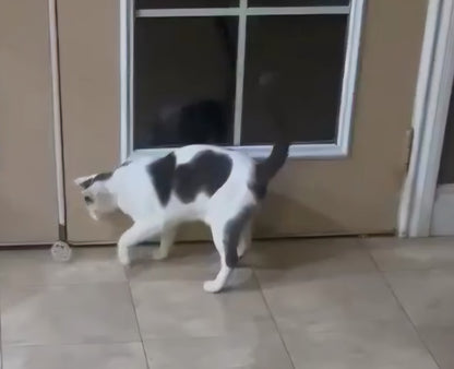 Your Cat's New Toy