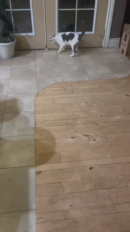 Your Cat's New Toy